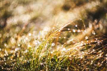 frost grass after a cold night in winter