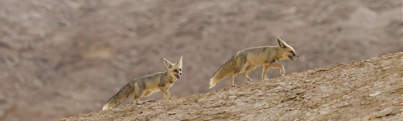 Fotobehang Couple of Rüppell's foxes at the White Desert national park © Sebastian