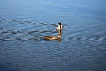 duck, wateri blue, swimming