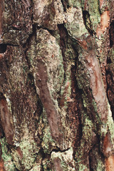 bark of pine tree, texture, background