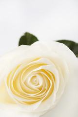 White rose on a white background