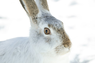 Jackrabbit