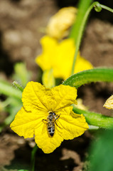 Small and cultivated green cucumbers with yellow flowers grow