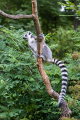 Lemur preparing for next branch jump