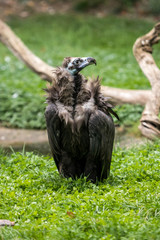 Vulture looking side for the prey, standing