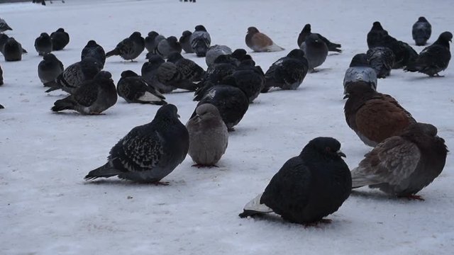 Pigeons eating bread. Pigeons eating bread on city street.
