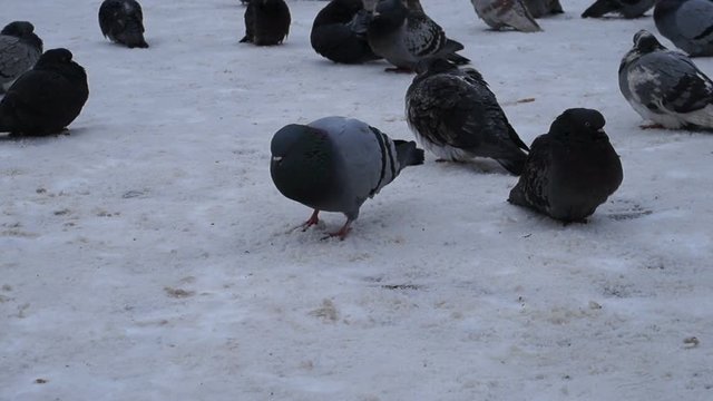Pigeons eating bread. Pigeons eating bread on city street.