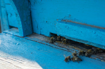 Close-up of the front of a beehive. Concept beekeeping. Shallow depth of focus. Copy space.