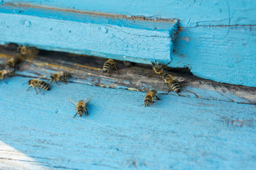 Close-up of the front of a beehive. Concept beekeeping. Shallow depth of focus. Copy space.