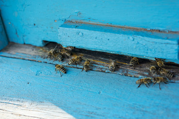 Close-up of the front of a beehive. Concept beekeeping. Shallow depth of focus. Copy space.