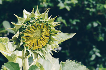 Closeup sunflower pollen in vintage style