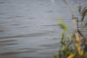 Striped fishing float in water lake near the reeds. Lifestyle, recreation, fisherman leisure concept. Light breeze background. Copy space for advertisement. With place for text.