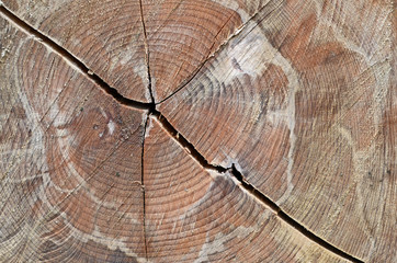 HOLZ