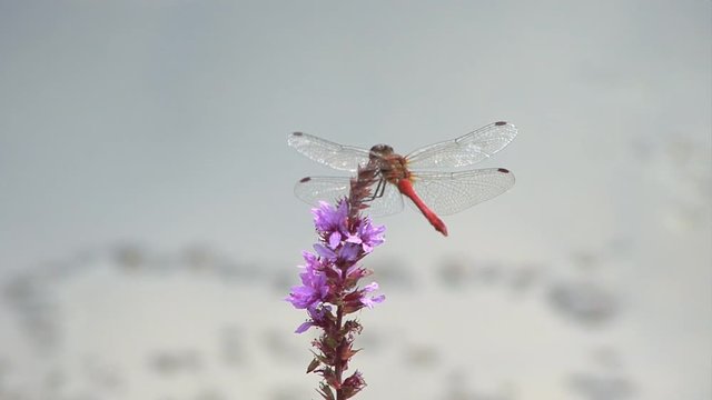 dragonfly on pond 03