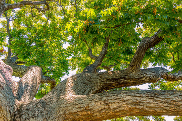 trees