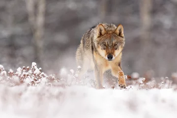 Zelfklevend Fotobehang Wolf Wolf