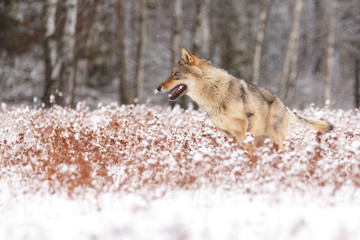 Fototapeta premium Wolf