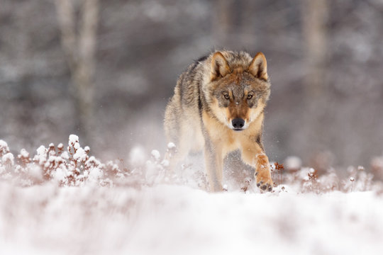 Fototapeta Wolf