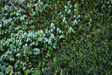 wall covering with mexican daisy. tridax procumbens, coatbuttons. pepper climbing plant