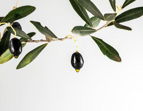 Isolated black olives and olive oil drop on white background
