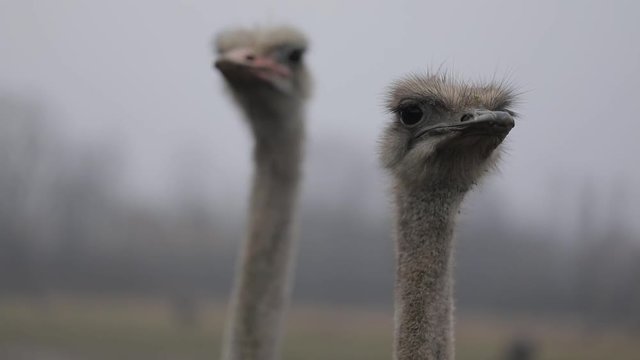 ostrich's farm in rural areas