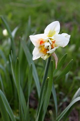 Narcissus flower blooming in the garden in spring