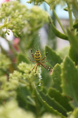 Spider bee in his net 