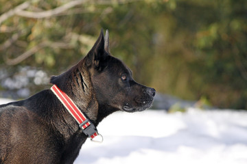 chien en hiver