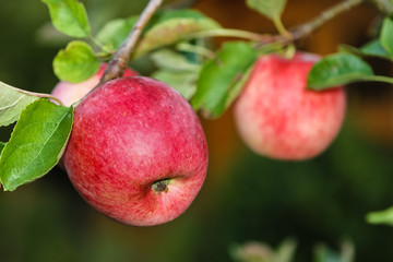 Apfel