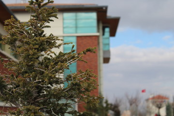house, sky, home, nature, tree