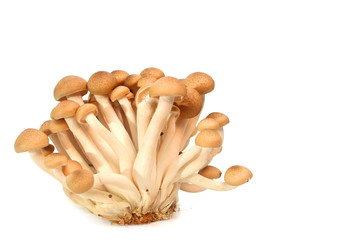 brown beech mushroom isolated on white