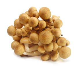 Fototapeta na wymiar Brown beech mushrooms, Shimeji mushroom, Edible mushroom isolated on white background