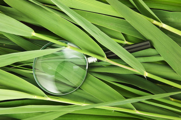 magnifying glass on leaves of cane