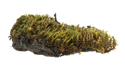piece of turf and moss isolated on white background