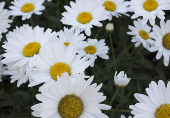 Fototapeta premium closeup of daisies in a green field of spring grass. Beauty of nature
