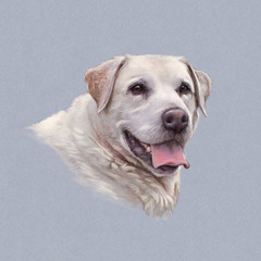 Obraz premium Portrait of Great Pyrenees. Pyrenean mountain dog isolated on the gray background. Art Animal collection: Giant Dog Breeds. Hand Painted Illustration of Pet. Good for banner, T-shirt, card