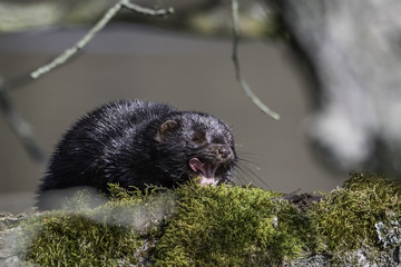 American Mink / Neovison vison
