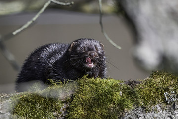 American Mink / Neovison vison