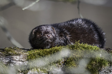 American Mink / Neovison vison