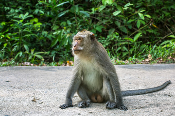 Monkey sitting on a road.