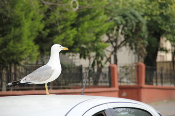 seagull, crow, in the air, flying birds, birds in the city, birds descending to the city