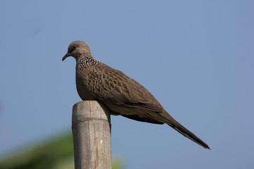 Brown Pigeon sitting on Old Bamboo tree