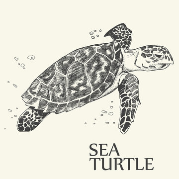 Sea turtle. Hand drawn vector illustration. Turtle isolated on white background