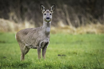 Capreolus capreolus