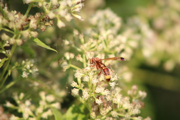 Hornet is looking for insects