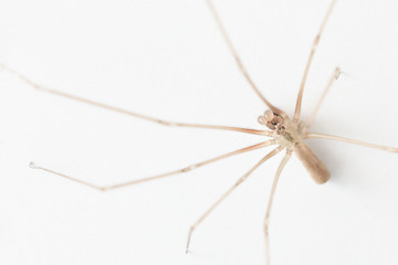 A spider who lives at home on a white wall. Macro