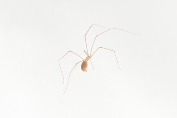 A spider who lives at home on a white wall. Macro