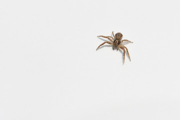 A small spider sits on the white surface of the car. Macro