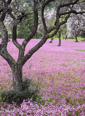 Fototapeta premium Spring beautiful and colorful landscape.