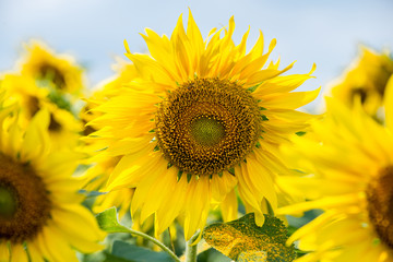 sun flower garden